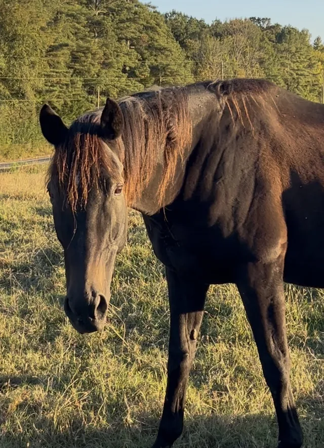 Bella, a dark Thoroughbred, in the pasture at golden hour