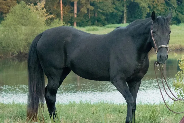 Blackie, a black Quarter Horse, standing beside the lake