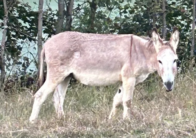 Friday, a tan miniature donkey, grazing by the trees