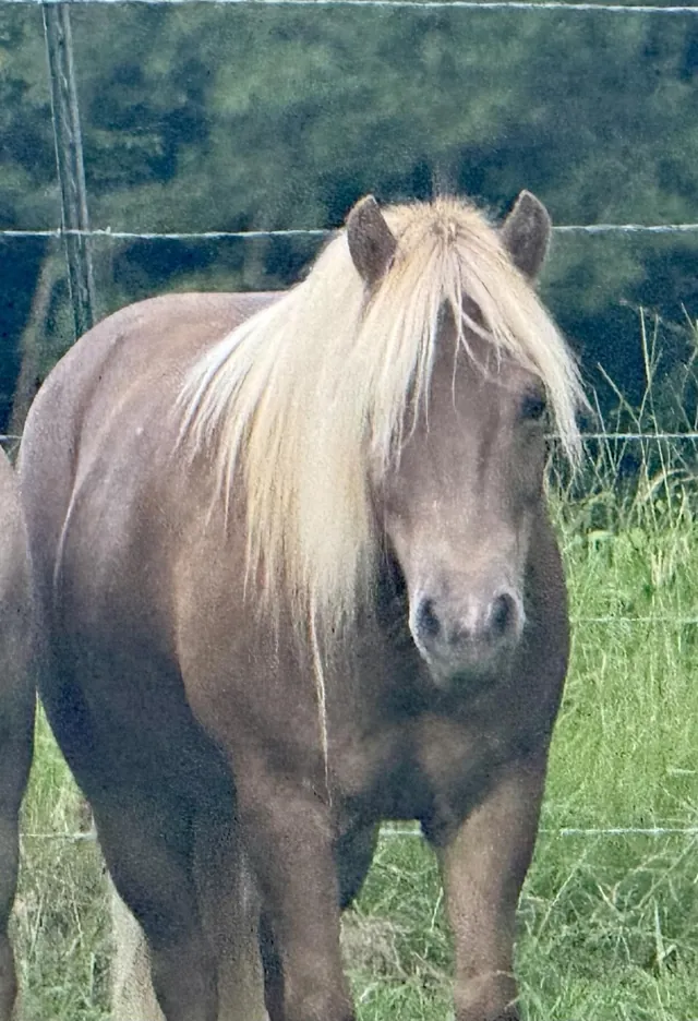 Gunner, a palomino miniature horse, at the fence