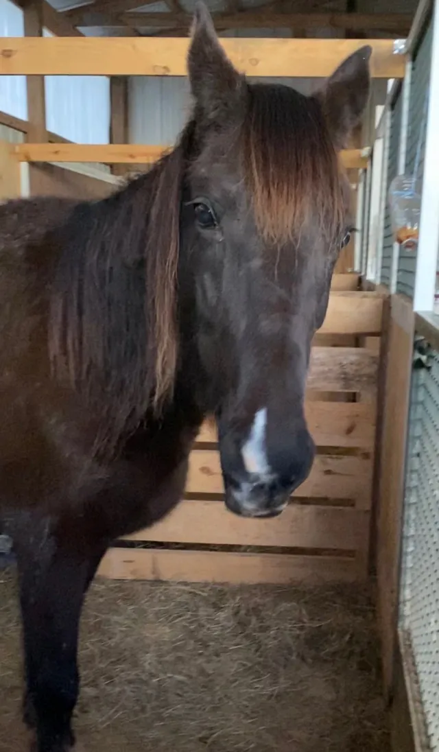 Maria, a dark Tennessee Walking Horse, looking out from her stall