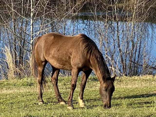 Nellie, a bay Quarter Horse, grazing by the water