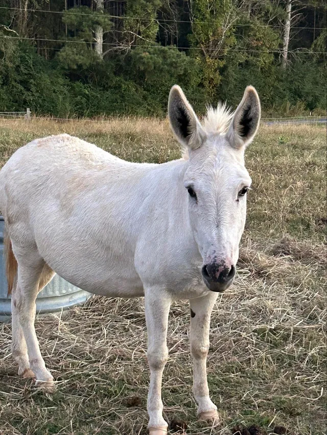 Ooga, a white miniature donkey, in the paddock