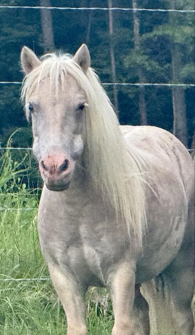 Pilot, a pale miniature horse with a long mane, at the fence