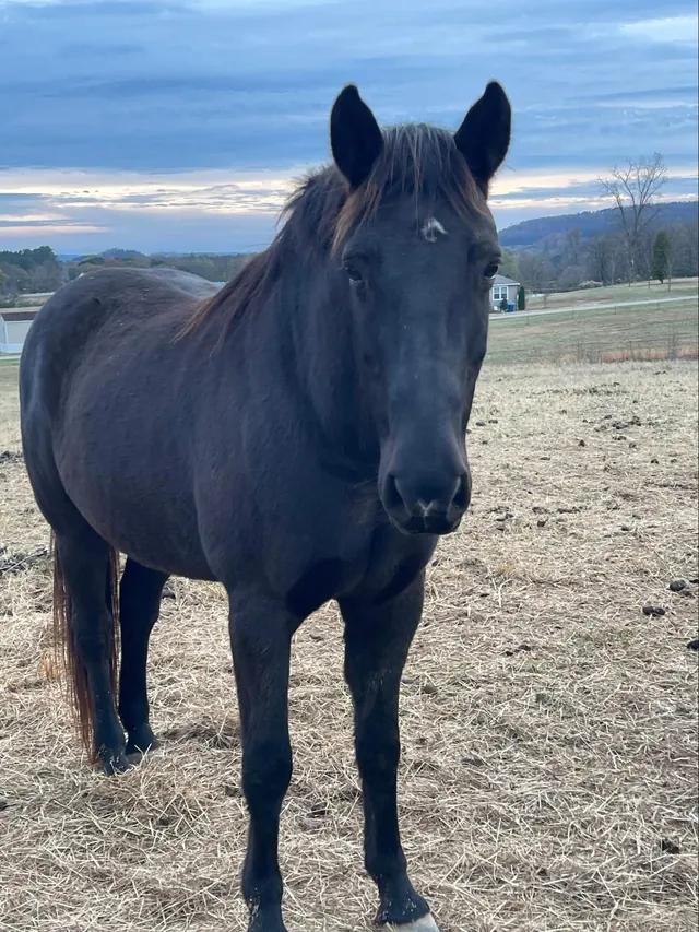 Stormy, a dark Quarter Horse, standing in the pasture